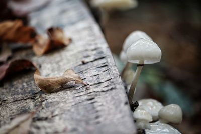 Close-up of mushroom growing on tree trunk