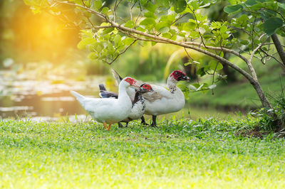 Close-up of ducks on grass