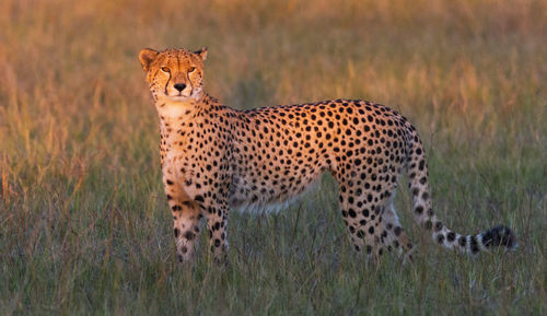 Portrait of a cat on field