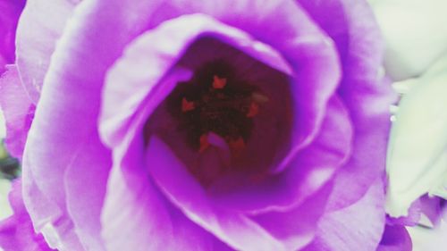 Close-up of insect on purple flower