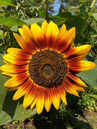 Close-up of sunflower