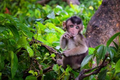 Portrait of monkey sitting on plant