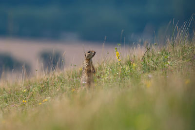 European ground squirrel look over meadow