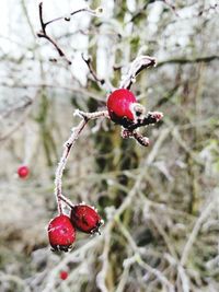 Close-up of red berries on tree