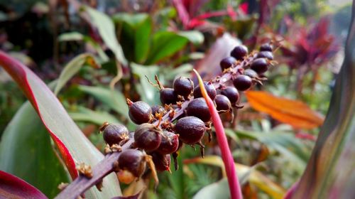 Close-up of plants