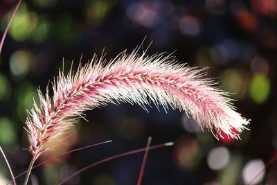 Close-up of pink flower