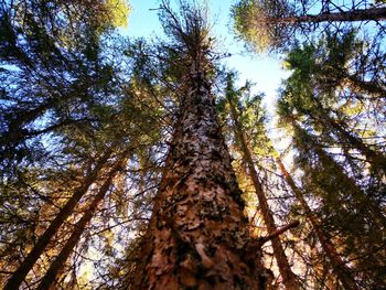 Low angle view of trees in forest against sky