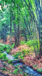 Trees in forest
