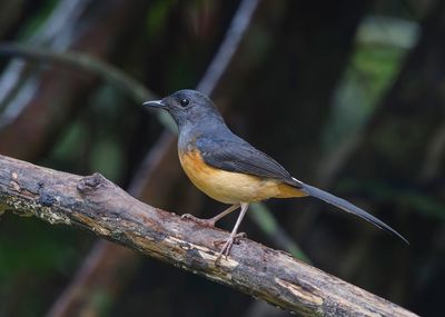 Close-up of bird perching on tree