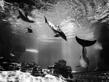 Seagulls swimming in sea