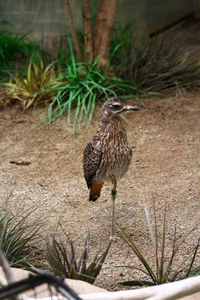 Close-up of bird perching on a field