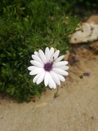 Close-up of white daisy flower