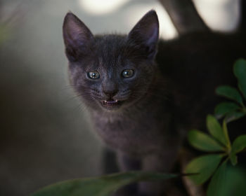 Close-up portrait of a cat