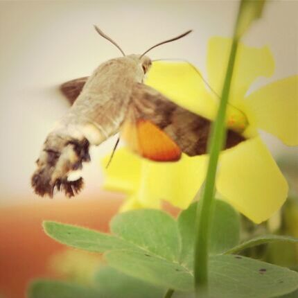 one animal, animals in the wild, animal themes, insect, wildlife, flower, close-up, butterfly - insect, yellow, perching, butterfly, pollination, animal wing, focus on foreground, plant, nature, full length, beauty in nature, animal antenna, leaf