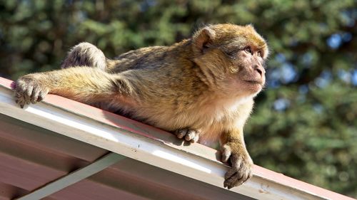 Close-up of a monkey looking away