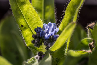 Close-up of flower growing outdoors