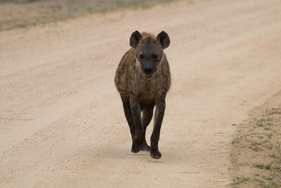 Portrait of hyena on field