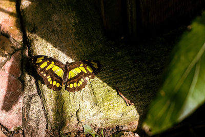 High angle view of butterfly on tree trunk