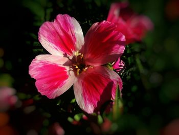 Close-up of butterfly on pink flower