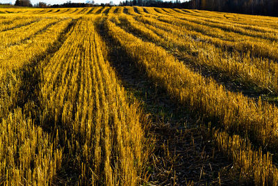 Crop in field