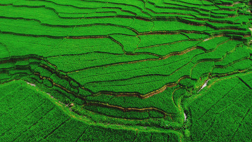 Full frame shot of green leaf