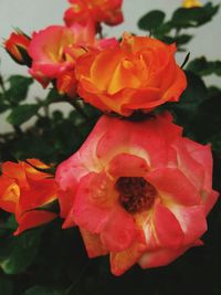 Close-up of red rose