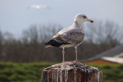 Close-up of seagull perching on wooden post