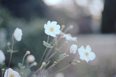 Close-up of white flower