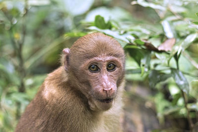 Close-up of monkey