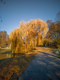 Scenic view of lake against clear sky during autumn