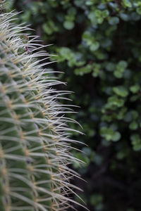 Close-up of plant