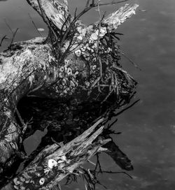 High angle view of dead tree in lake