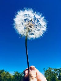 Hand holding dandelion against blue sky