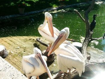 Swan perching on tree by lake