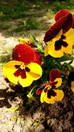 Close-up of yellow flowers