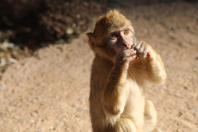 Monkey sitting on land