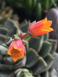 Close-up of flower blooming outdoors
