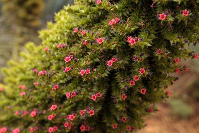 Close-up of pink flowers blooming outdoors