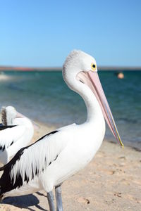 Close-up of seagull on beach against clear sky