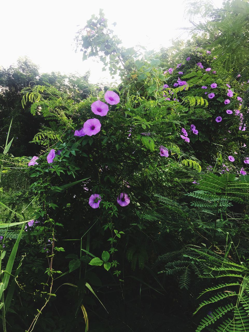 growth, flower, fragility, nature, plant, beauty in nature, tree, freshness, no people, day, outdoors, leaf, branch, blooming, close-up