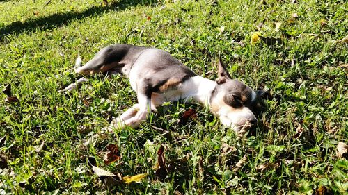 Dog on field