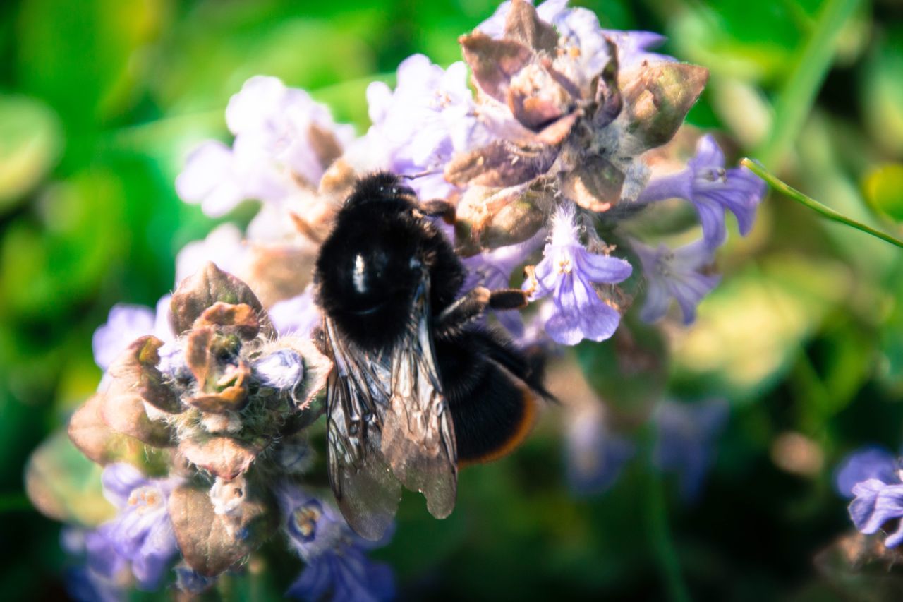 flower, insect, one animal, animal themes, animals in the wild, wildlife, petal, bee, fragility, freshness, pollination, close-up, flower head, honey bee, growth, beauty in nature, focus on foreground, nature, selective focus, purple