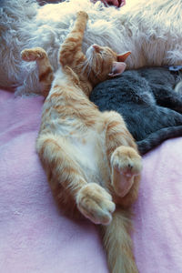 Close-up of cat sleeping on bed