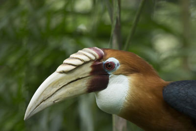 Close-up of bird