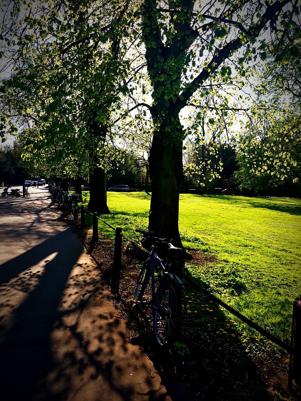 tree, grass, tranquility, green color, field, growth, tranquil scene, nature, grassy, landscape, fence, branch, beauty in nature, park - man made space, scenics, shadow, sunlight, footpath, bench, day