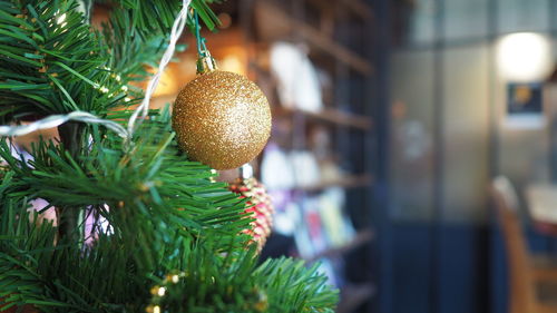 Close-up of christmas tree