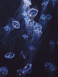 Close-up of jellyfish against black background