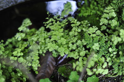 High angle view of leaves in water