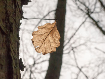 Close-up of dried leaf on bare tree