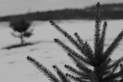 Close-up of tree against sky